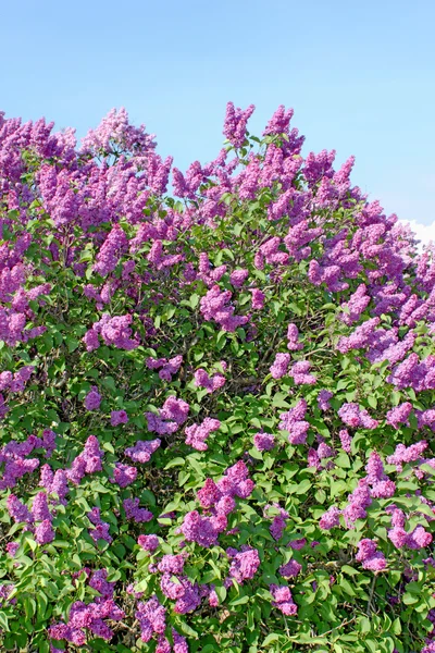 Flores de color lila con hojas verdes en el soleado día de primavera —  Fotos de Stock