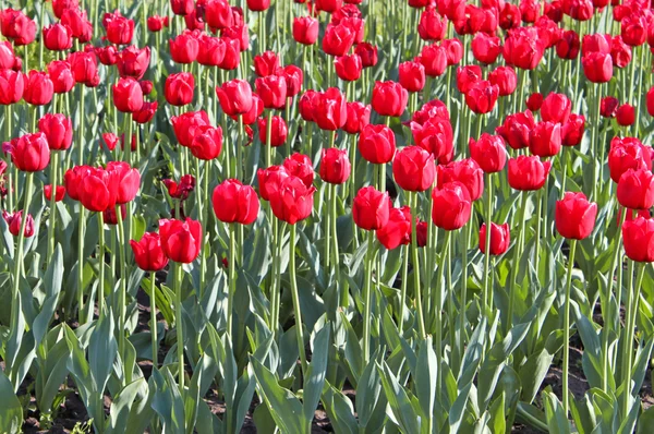 Beautiful tulips in the garden — Stock Photo, Image