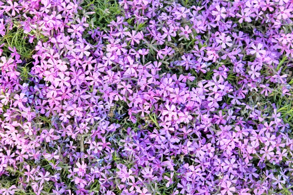 Violet fleurs texture gros plan — Photo