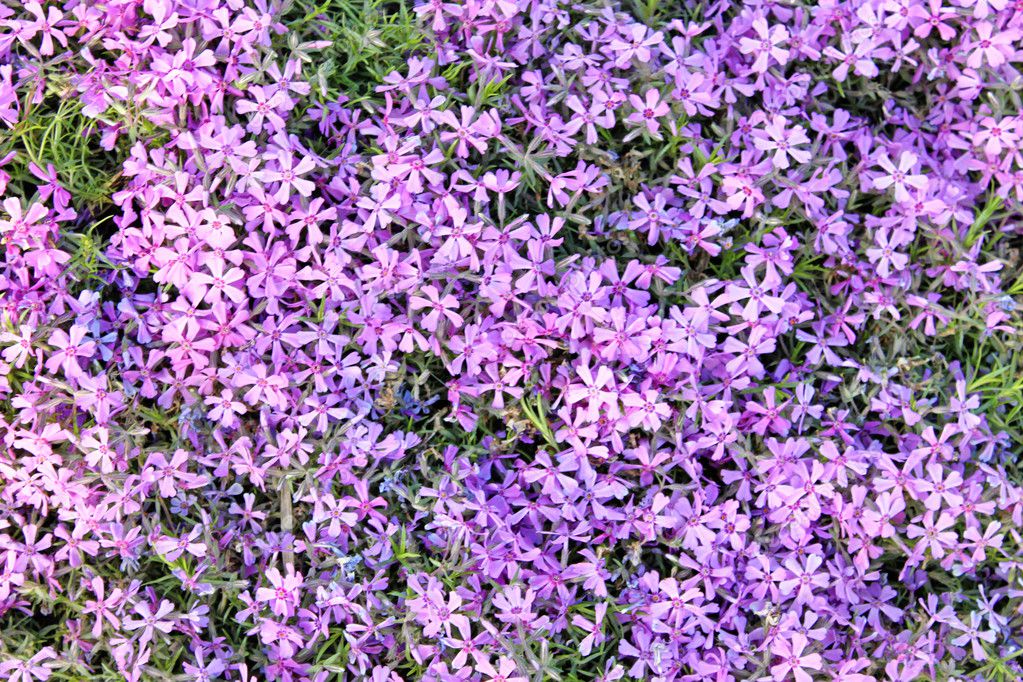 Purple flowers texture closeup — Stock Photo © Gelia78 