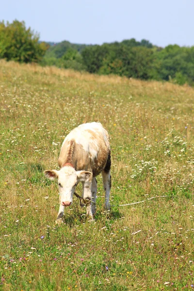 Toro en el campo en el pueblo —  Fotos de Stock