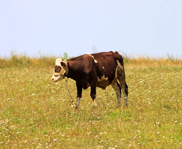 公牛在村中的字段上 — 图库照片