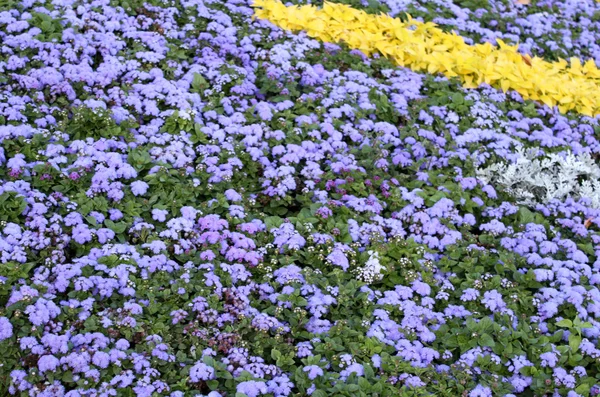 Flores florecientes en los macizos de flores del jardín de finales de verano —  Fotos de Stock
