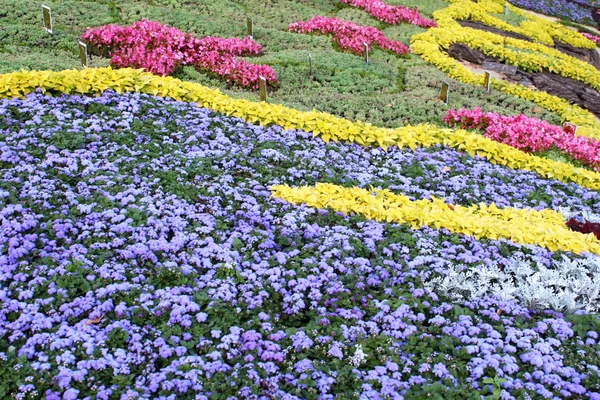Bloeiende bloemen in de late zomer tuin bloembedden — Stockfoto