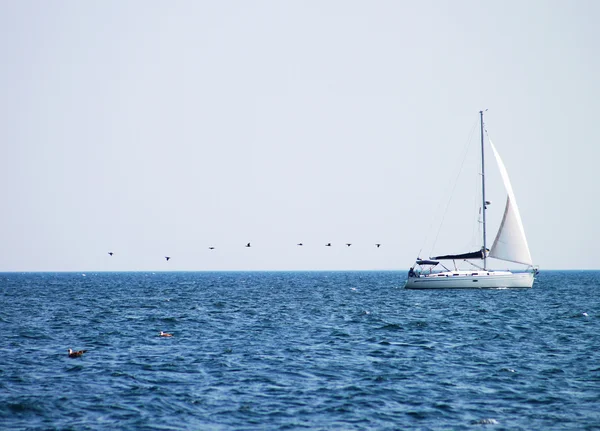 ヨットと鳥 — ストック写真