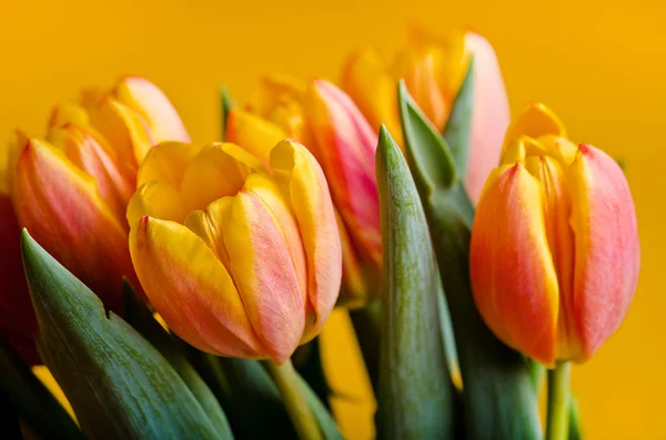 Kolorowe tulipany świeży — Zdjęcie stockowe