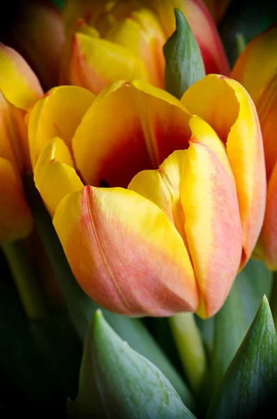 Színes friss tulipán — Stock Fotó