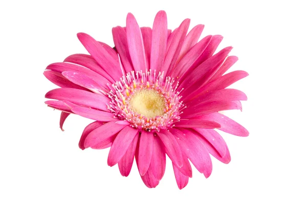 Цветок гермини — стоковое фото
