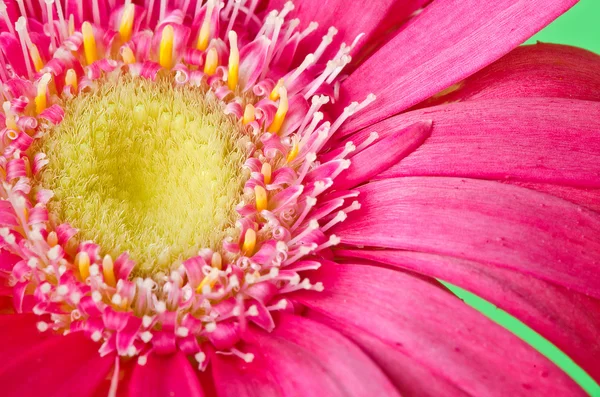 Πολύχρωμο germini λουλούδι — Φωτογραφία Αρχείου