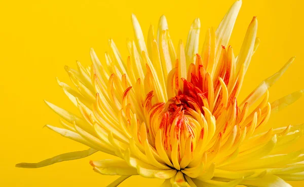 Crysantheum λουλούδι — Φωτογραφία Αρχείου