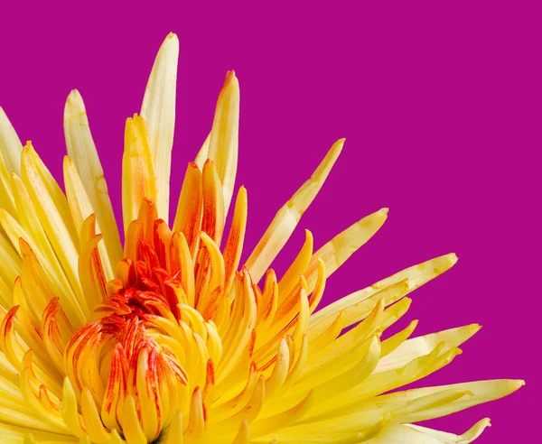 Crysantheum çiçek — Stok fotoğraf