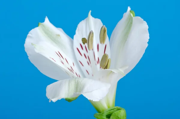 Белый цветок лилии — стоковое фото