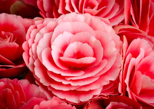 Begonia flower — Stock Photo, Image