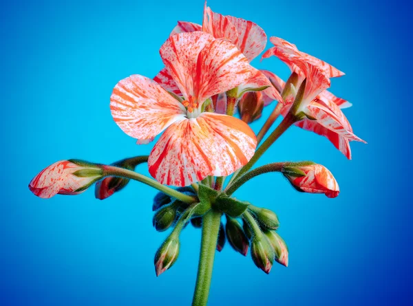Flor de pelargonio —  Fotos de Stock