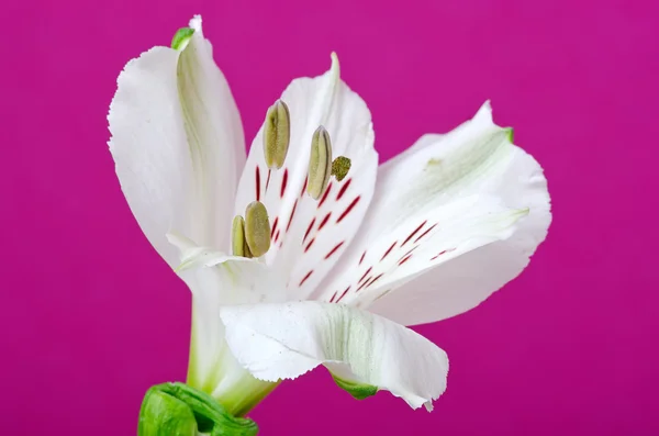 Flor de lírio branco — Fotografia de Stock