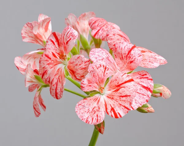 Muskátli virág — Stock Fotó