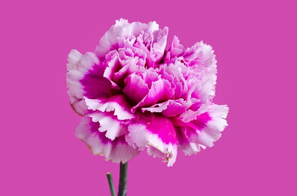Fiore rosa — Foto Stock