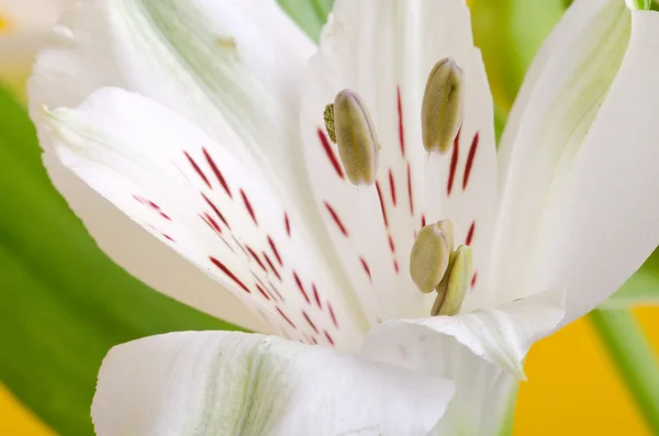 Beyaz Zambak çiçeği — Stok fotoğraf