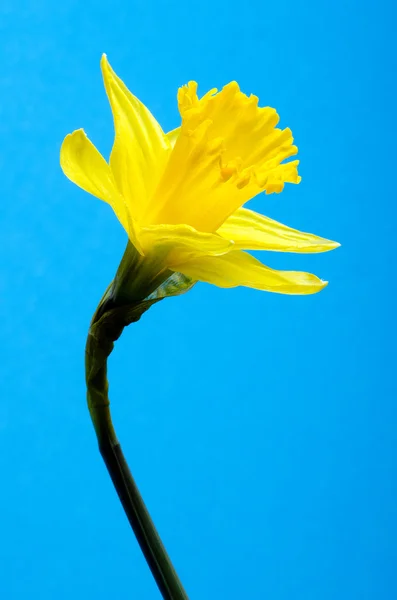 Divoký Narcis — Stock fotografie