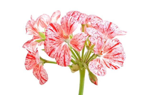 Pelargonium blomma — Stockfoto