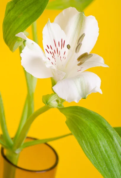 Kwiat lilii białej — Zdjęcie stockowe