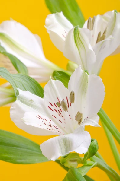白いユリの花 — ストック写真