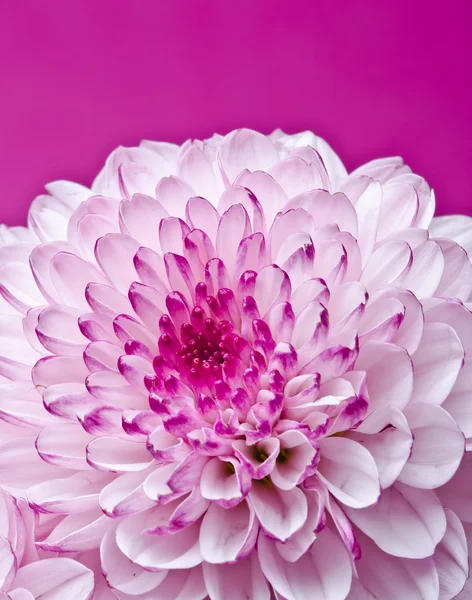 粉红色的花 — 图库照片