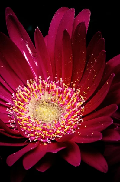 Flor de germini colorida — Foto de Stock