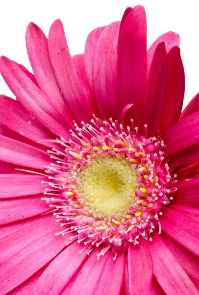 Barevné germini květ — Stock fotografie