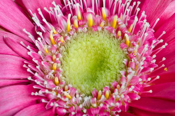 Színes germini virág — Stock Fotó