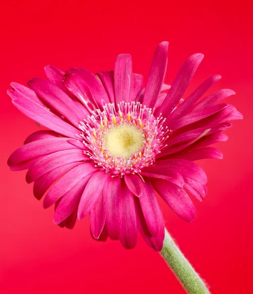 Colorful germini flower — Stock Photo, Image