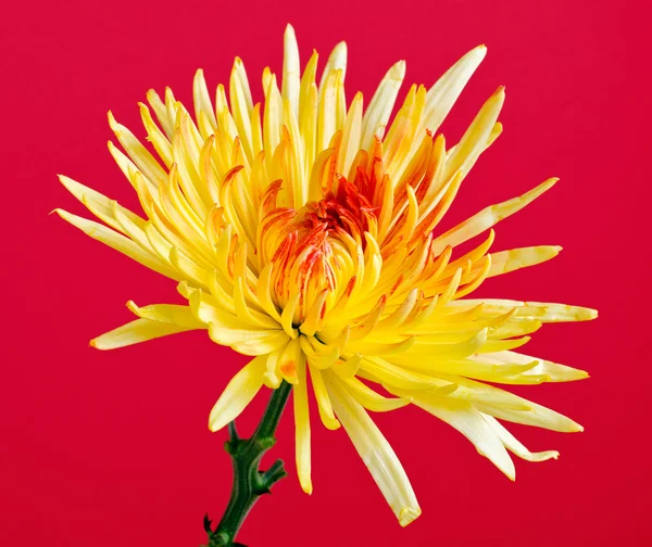 Crysantheum květ — Stock fotografie