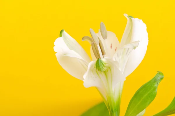 Fehér liliom virág — Stock Fotó