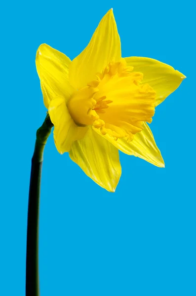 Divoký Narcis — Stock fotografie
