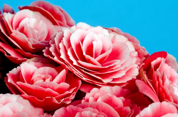 Flor de begónia — Fotografia de Stock