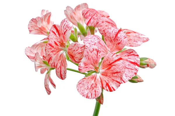 Pelargonium květ — Stock fotografie