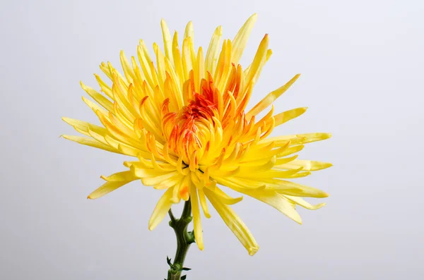 Crysantheum virág — Stock Fotó