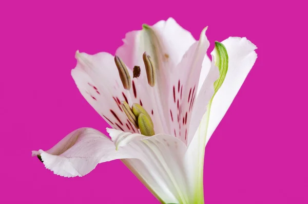 Fehér liliom virág — Stock Fotó
