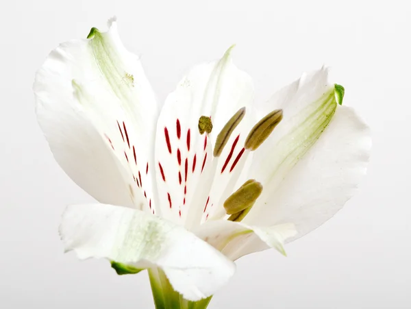 Flor de lírio branco — Fotografia de Stock