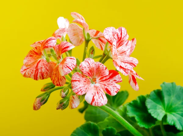 Flor de pelargonium — Fotografia de Stock
