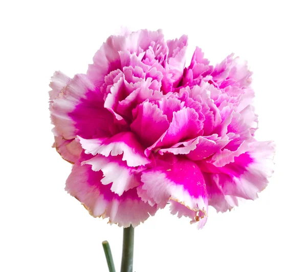 Lyserød blomst - Stock-foto