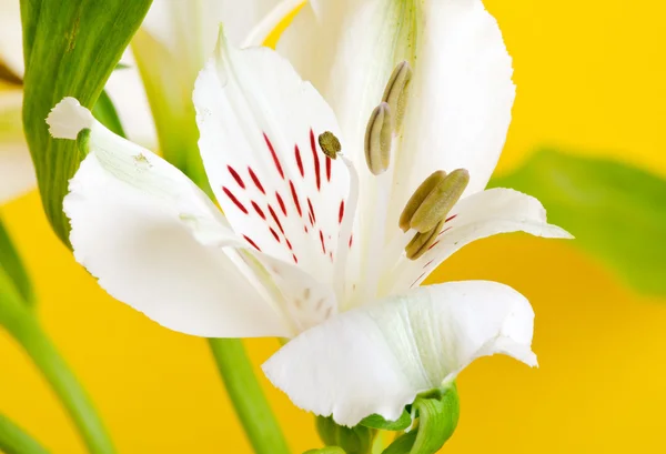 Hvid lilje blomst - Stock-foto