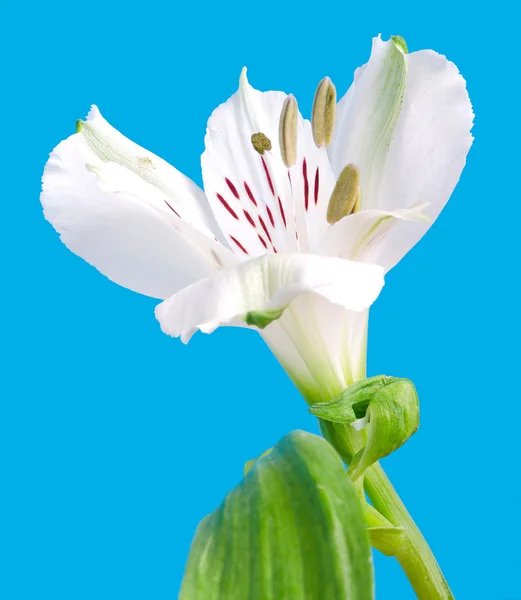 Hvid lilje blomst - Stock-foto