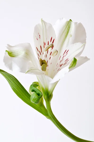 Witte lily bloem — Stockfoto