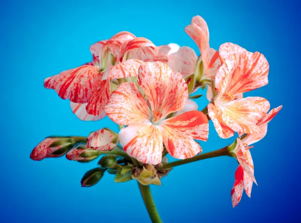 Flor de pelargonium — Fotografia de Stock
