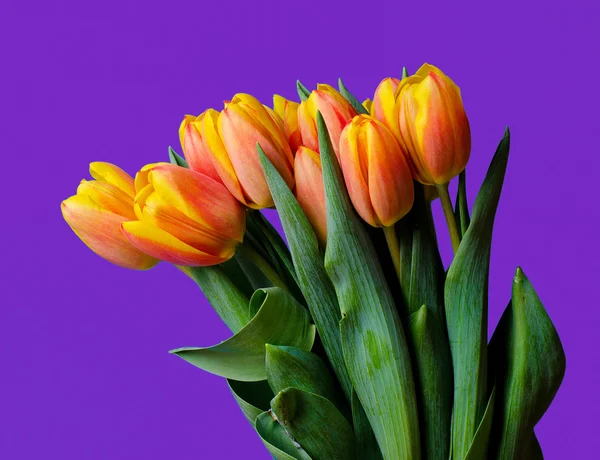 Coloridos tulipanes frescos — Foto de Stock