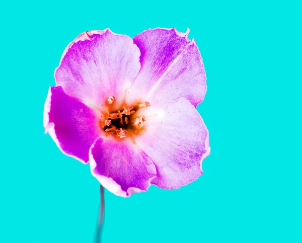 Rosa Blume — Stockfoto