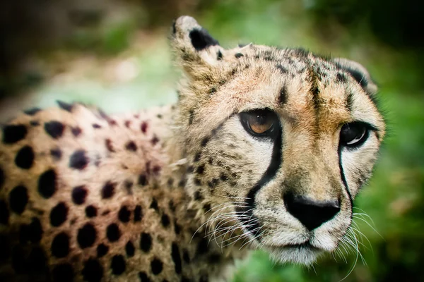 stock image Cheeta