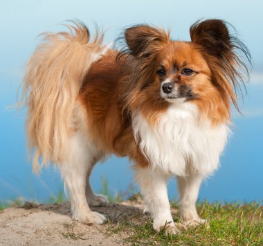 Papillion dog clipart