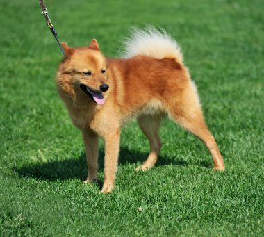 Finnish spitz clipart